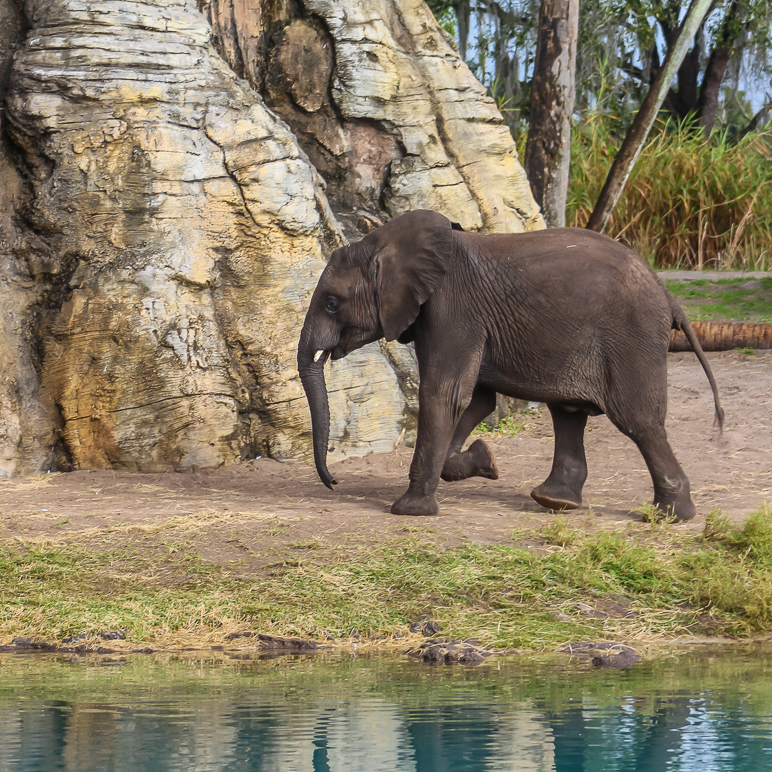 That's a baby elephant (500.51 KB)